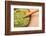 Powdered Green Tea Matcha in Spoon on Wood Table Surface close Up-Madlen-Framed Photographic Print