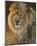 Power and Presence: African Lion-Joni Johnson-godsy-Mounted Art Print