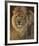 Power and Presence - African Lion-Joni Johnson-godsy-Framed Art Print