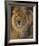 Power and Presence - African Lion-Joni Johnson-godsy-Framed Art Print