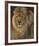 Power and Presence - African Lion-Joni Johnson-godsy-Framed Art Print