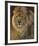 Power and Presence - African Lion-Joni Johnson-godsy-Framed Art Print