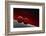 Power Balls II-Heidi Westum-Framed Photographic Print