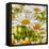 Power Flower-Viviane Fedieu Daniel-Framed Premier Image Canvas