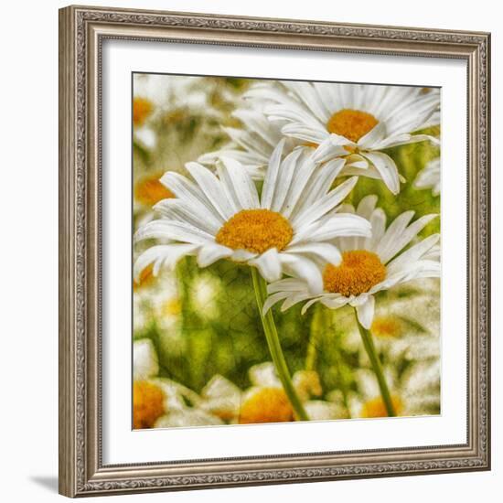 Power Flower-Viviane Fedieu Daniel-Framed Photographic Print