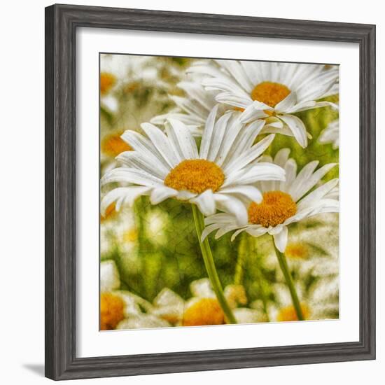 Power Flower-Viviane Fedieu Daniel-Framed Photographic Print