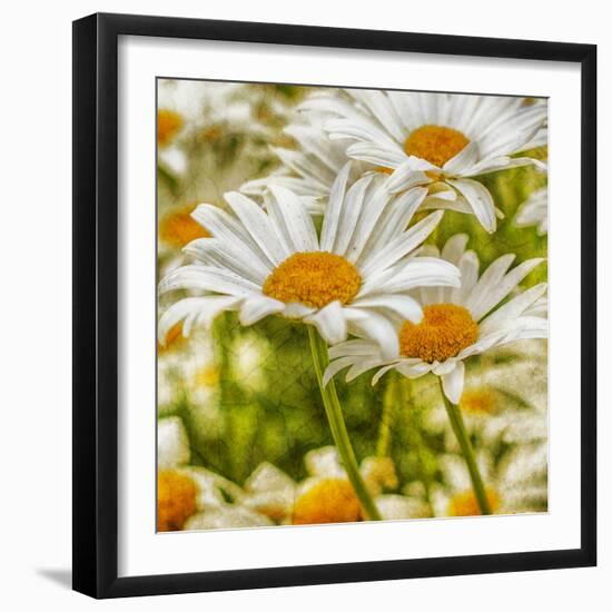 Power Flower-Viviane Fedieu Daniel-Framed Photographic Print