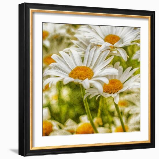 Power Flower-Viviane Fedieu Daniel-Framed Photographic Print