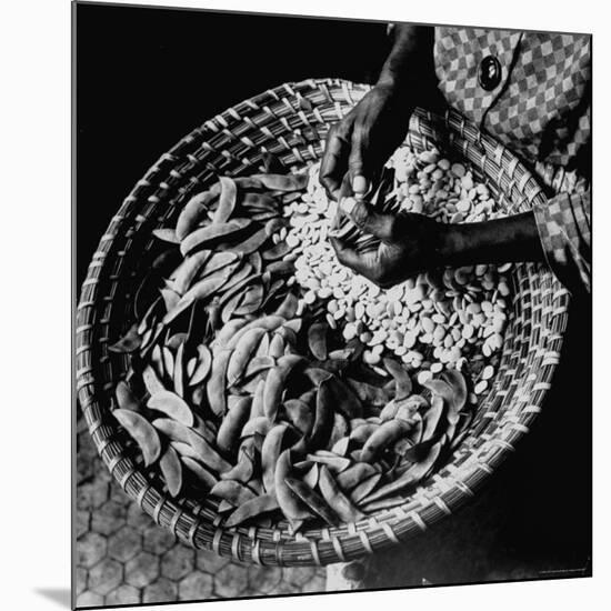 Powerful Hands of an African American Woman Shelling Butter Beans, aka Lima Beans, at City Market-Robert W^ Kelley-Mounted Premium Photographic Print