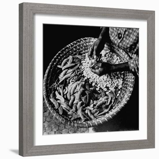 Powerful Hands of an African American Woman Shelling Butter Beans, aka Lima Beans, at City Market-Robert W^ Kelley-Framed Photographic Print