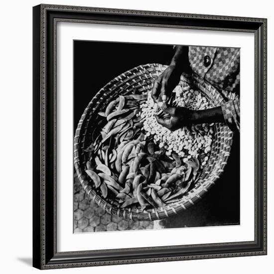 Powerful Hands of an African American Woman Shelling Butter Beans, aka Lima Beans, at City Market-Robert W^ Kelley-Framed Photographic Print