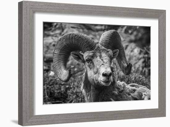 Powerful Profile-Matt Roseveare-Framed Giclee Print