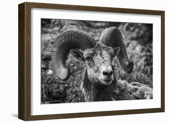 Powerful Profile-Matt Roseveare-Framed Giclee Print