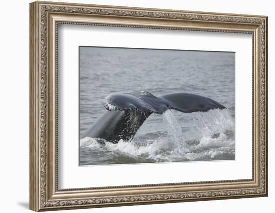 Powerful Tail of a Humpback Whale-DLILLC-Framed Photographic Print