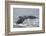 Powerful Tail of a Humpback Whale-DLILLC-Framed Photographic Print