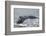 Powerful Tail of a Humpback Whale-DLILLC-Framed Photographic Print