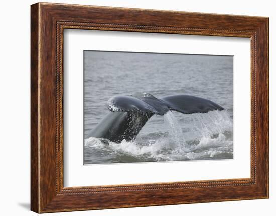 Powerful Tail of a Humpback Whale-DLILLC-Framed Photographic Print