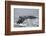 Powerful Tail of a Humpback Whale-DLILLC-Framed Photographic Print