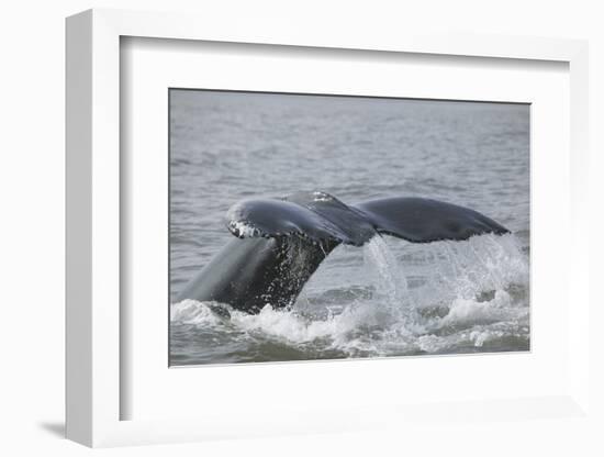 Powerful Tail of a Humpback Whale-DLILLC-Framed Photographic Print