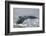 Powerful Tail of a Humpback Whale-DLILLC-Framed Photographic Print