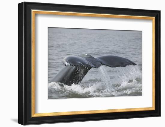 Powerful Tail of a Humpback Whale-DLILLC-Framed Photographic Print