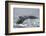 Powerful Tail of a Humpback Whale-DLILLC-Framed Photographic Print