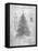 PP765-Slate Christmas Tree Poster-Cole Borders-Framed Premier Image Canvas