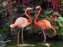 Flamingo Couple-pr2is-Laminated Photographic Print