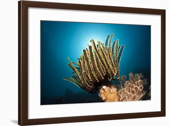 Prachthaarstern in the Reef, Oxycomanthus Bennetti, Ambon, the Moluccas, Indonesia-Reinhard Dirscherl-Framed Photographic Print