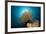 Prachthaarstern in the Reef, Oxycomanthus Bennetti, Ambon, the Moluccas, Indonesia-Reinhard Dirscherl-Framed Photographic Print