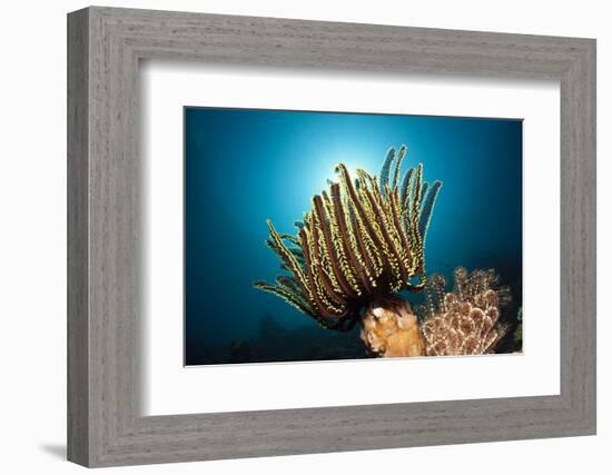 Prachthaarstern in the Reef, Oxycomanthus Bennetti, Ambon, the Moluccas, Indonesia-Reinhard Dirscherl-Framed Photographic Print