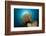 Prachthaarstern in the Reef, Oxycomanthus Bennetti, Ambon, the Moluccas, Indonesia-Reinhard Dirscherl-Framed Photographic Print