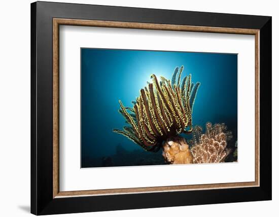 Prachthaarstern in the Reef, Oxycomanthus Bennetti, Ambon, the Moluccas, Indonesia-Reinhard Dirscherl-Framed Photographic Print