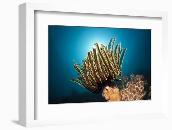 Prachthaarstern in the Reef, Oxycomanthus Bennetti, Ambon, the Moluccas, Indonesia-Reinhard Dirscherl-Framed Photographic Print