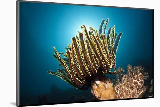 Prachthaarstern in the Reef, Oxycomanthus Bennetti, Ambon, the Moluccas, Indonesia-Reinhard Dirscherl-Mounted Photographic Print