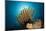 Prachthaarstern in the Reef, Oxycomanthus Bennetti, Ambon, the Moluccas, Indonesia-Reinhard Dirscherl-Mounted Photographic Print