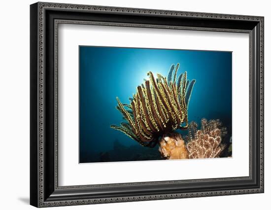 Prachthaarstern in the Reef, Oxycomanthus Bennetti, Ambon, the Moluccas, Indonesia-Reinhard Dirscherl-Framed Photographic Print