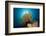 Prachthaarstern in the Reef, Oxycomanthus Bennetti, Ambon, the Moluccas, Indonesia-Reinhard Dirscherl-Framed Photographic Print