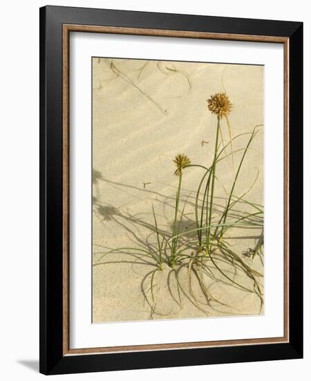 Praia De Chaves (Chaves Beach), Boa Vista, Cape Verde Islands, Africa-R H Productions-Framed Photographic Print