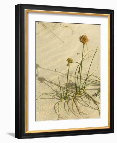 Praia De Chaves (Chaves Beach), Boa Vista, Cape Verde Islands, Africa-R H Productions-Framed Photographic Print