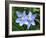 Prairie celestial, Nemastylis geminflora-Michael Scheufler-Framed Photographic Print