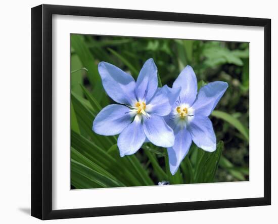 Prairie celestial, Nemastylis geminflora-Michael Scheufler-Framed Photographic Print