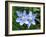 Prairie celestial, Nemastylis geminflora-Michael Scheufler-Framed Photographic Print