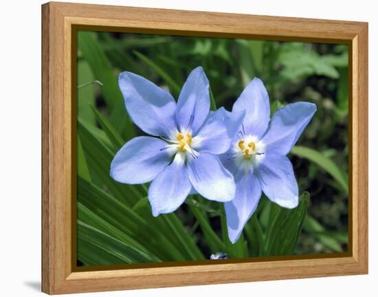 Prairie celestial, Nemastylis geminflora-Michael Scheufler-Framed Premier Image Canvas