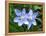 Prairie celestial, Nemastylis geminflora-Michael Scheufler-Framed Premier Image Canvas