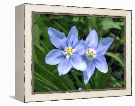 Prairie celestial, Nemastylis geminflora-Michael Scheufler-Framed Premier Image Canvas