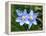 Prairie celestial, Nemastylis geminflora-Michael Scheufler-Framed Premier Image Canvas