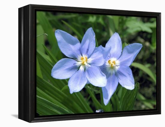 Prairie celestial, Nemastylis geminflora-Michael Scheufler-Framed Premier Image Canvas