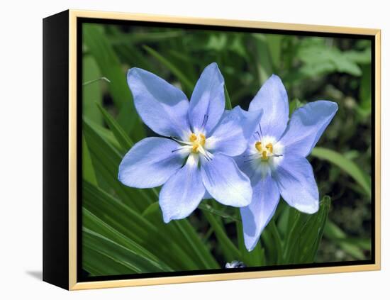 Prairie celestial, Nemastylis geminflora-Michael Scheufler-Framed Premier Image Canvas