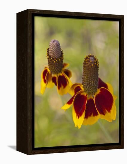 Prairie Coneflowers, Montana, USA-Chuck Haney-Framed Premier Image Canvas